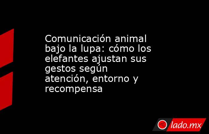 Comunicación animal bajo la lupa: cómo los elefantes ajustan sus gestos según atención, entorno y recompensa. Noticias en tiempo real