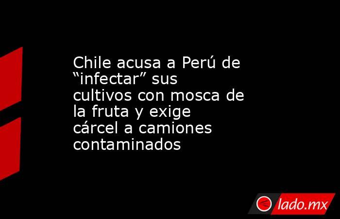 Chile acusa a Perú de “infectar” sus cultivos con mosca de la fruta y exige cárcel a camiones contaminados . Noticias en tiempo real