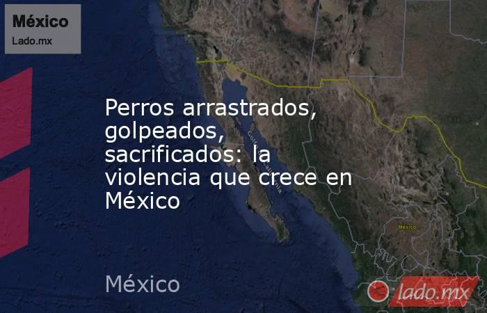 Perros arrastrados, golpeados, sacrificados: la violencia que crece en México. Noticias en tiempo real