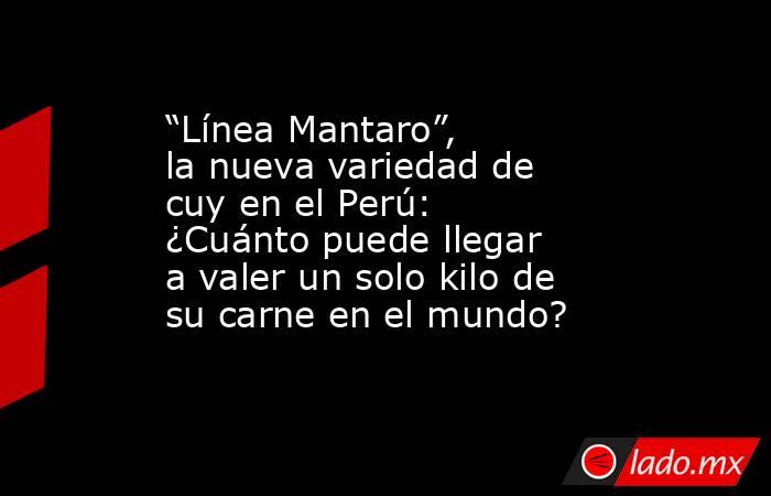 “Línea Mantaro”, la nueva variedad de cuy en el Perú: ¿Cuánto puede llegar a valer un solo kilo de su carne en el mundo?. Noticias en tiempo real
