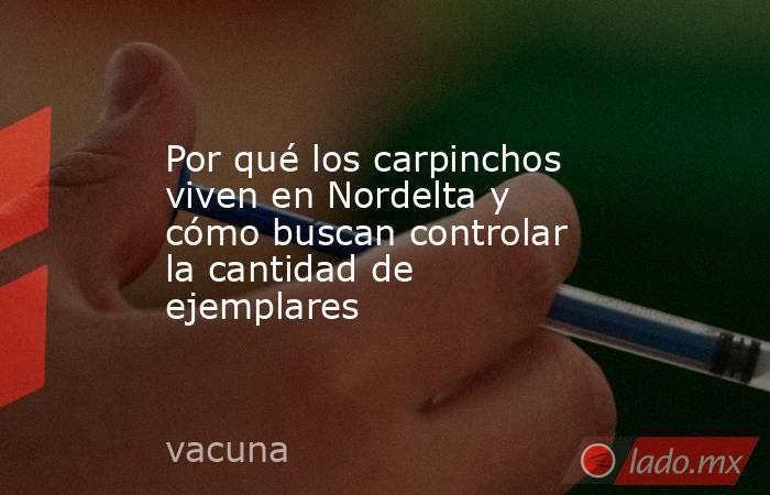 Por qué los carpinchos viven en Nordelta y cómo buscan controlar la cantidad de ejemplares. Noticias en tiempo real