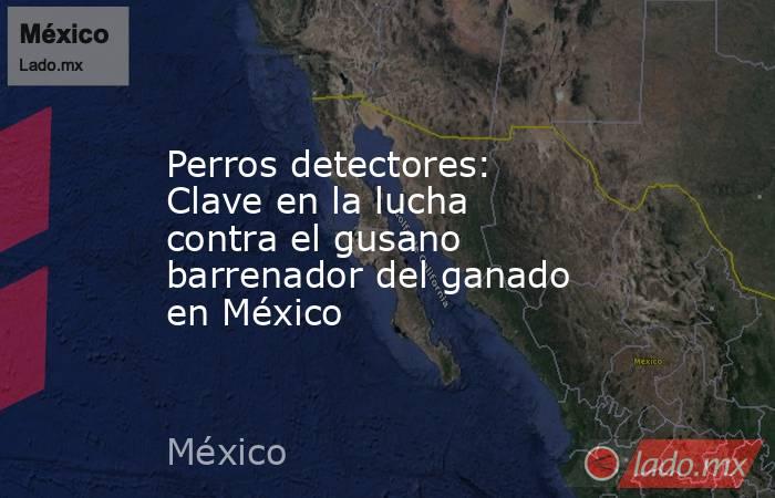 Perros detectores: Clave en la lucha contra el gusano barrenador del ganado en México. Noticias en tiempo real