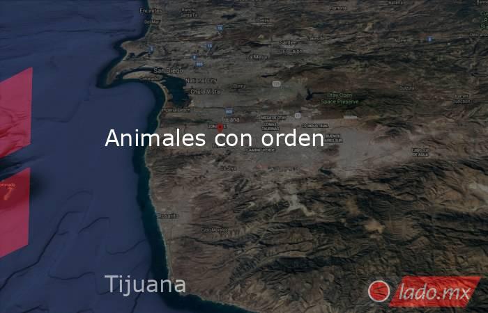 Animales con orden . Noticias en tiempo real