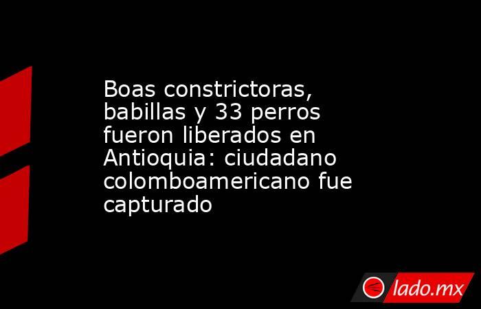 Boas constrictoras, babillas y 33 perros fueron liberados en Antioquia: ciudadano colomboamericano fue capturado. Noticias en tiempo real