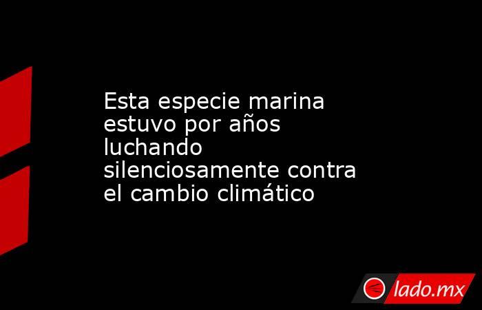 Esta especie marina estuvo por años luchando silenciosamente contra el cambio climático. Noticias en tiempo real