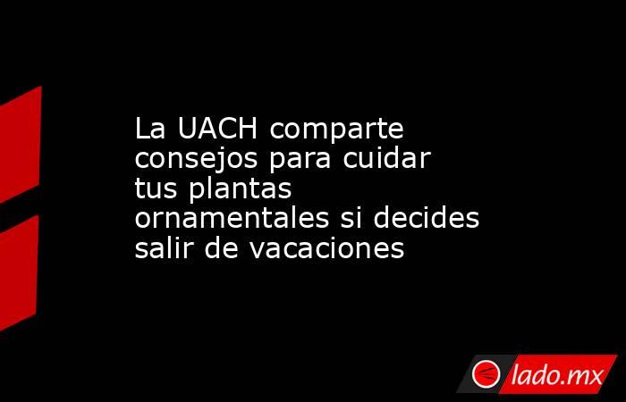 La UACH comparte consejos para cuidar tus plantas ornamentales si decides salir de vacaciones. Noticias en tiempo real
