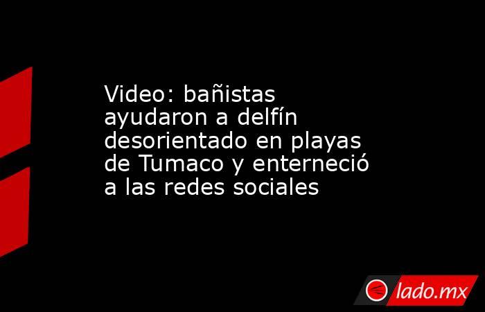 Video: bañistas ayudaron a delfín desorientado en playas de Tumaco y enterneció a las redes sociales . Noticias en tiempo real