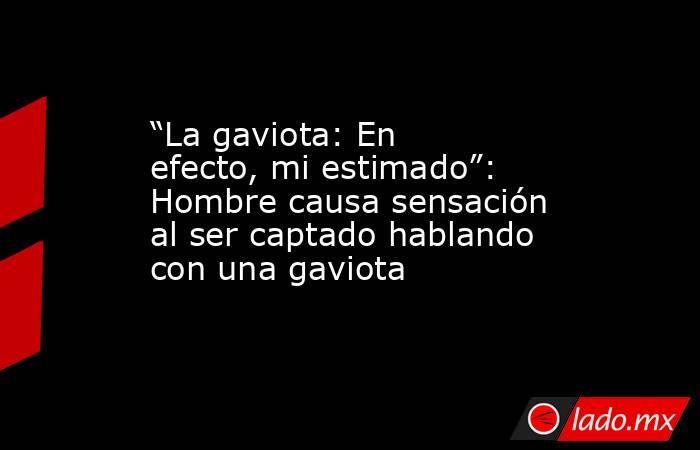 “La gaviota: En efecto, mi estimado”: Hombre causa sensación al ser captado hablando con una gaviota. Noticias en tiempo real