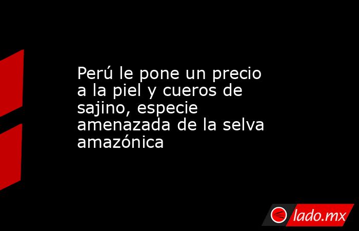 Perú le pone un precio a la piel y cueros de sajino, especie amenazada de la selva amazónica. Noticias en tiempo real