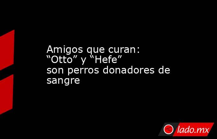 Amigos que curan: “Otto” y “Hefe” son perros donadores de sangre. Noticias en tiempo real