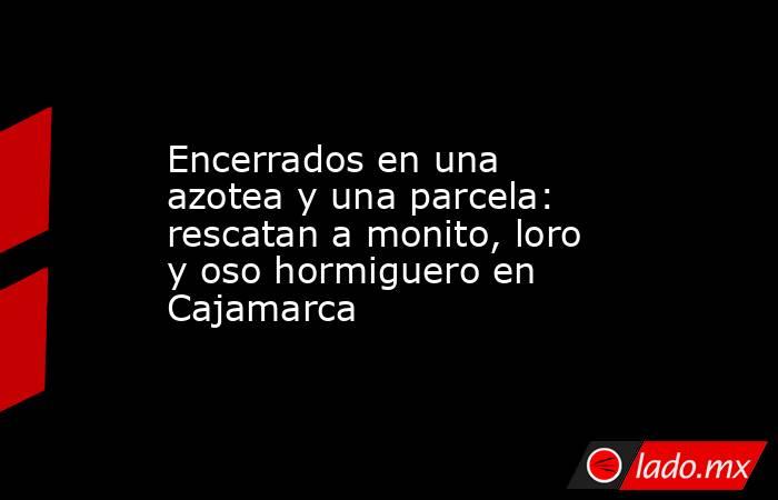 Encerrados en una azotea y una parcela: rescatan a monito, loro y oso hormiguero en Cajamarca. Noticias en tiempo real