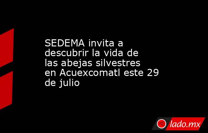 SEDEMA invita a descubrir la vida de las abejas silvestres en Acuexcomatl este 29 de julio. Noticias en tiempo real