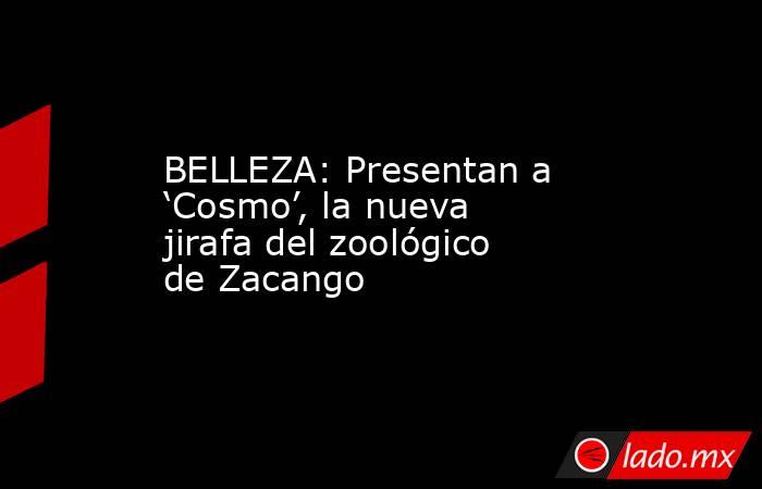 BELLEZA: Presentan a ‘Cosmo’, la nueva jirafa del zoológico de Zacango. Noticias en tiempo real