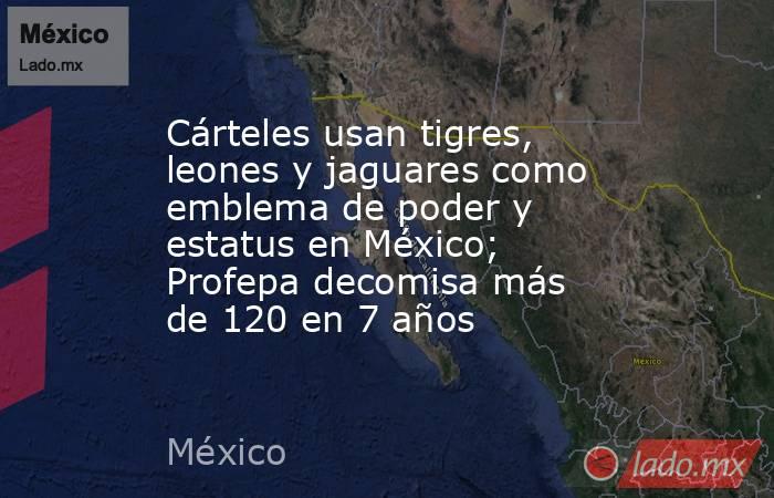 Cárteles usan tigres, leones y jaguares como emblema de poder y estatus en México; Profepa decomisa más de 120 en 7 años. Noticias en tiempo real