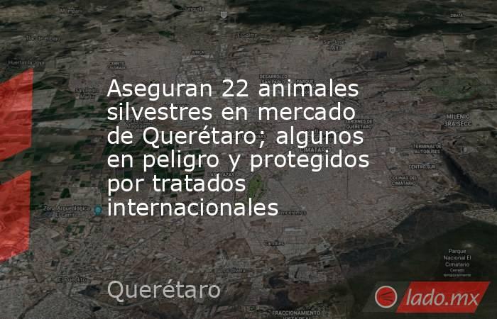 Aseguran 22 animales silvestres en mercado de Querétaro; algunos en peligro y protegidos por tratados internacionales. Noticias en tiempo real