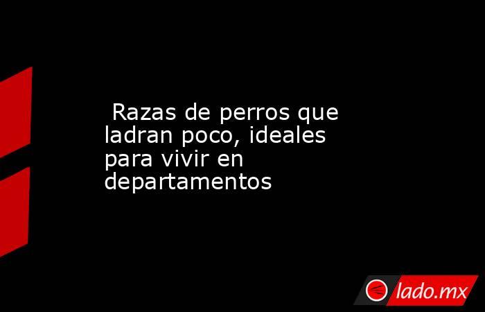  Razas de perros que ladran poco, ideales para vivir en departamentos. Noticias en tiempo real