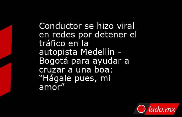 Conductor se hizo viral en redes por detener el tráfico en la autopista Medellín - Bogotá para ayudar a cruzar a una boa: “Hágale pues, mi amor”. Noticias en tiempo real
