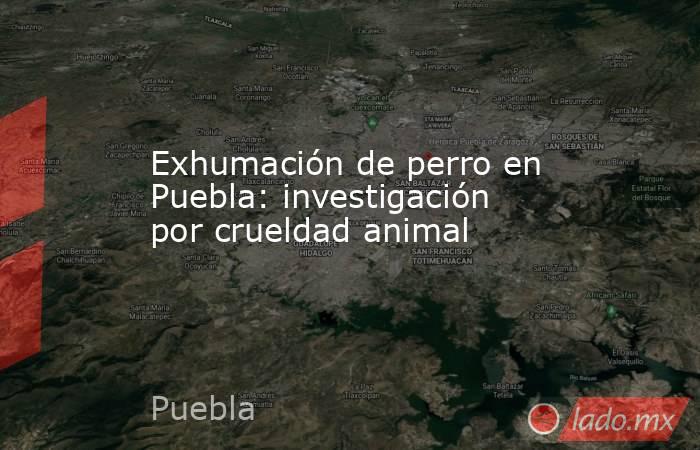 Exhumación de perro en Puebla: investigación por crueldad animal. Noticias en tiempo real