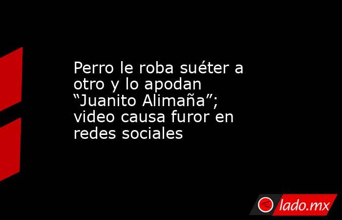 Perro le roba suéter a otro y lo apodan “Juanito Alimaña”; video causa furor en redes sociales. Noticias en tiempo real