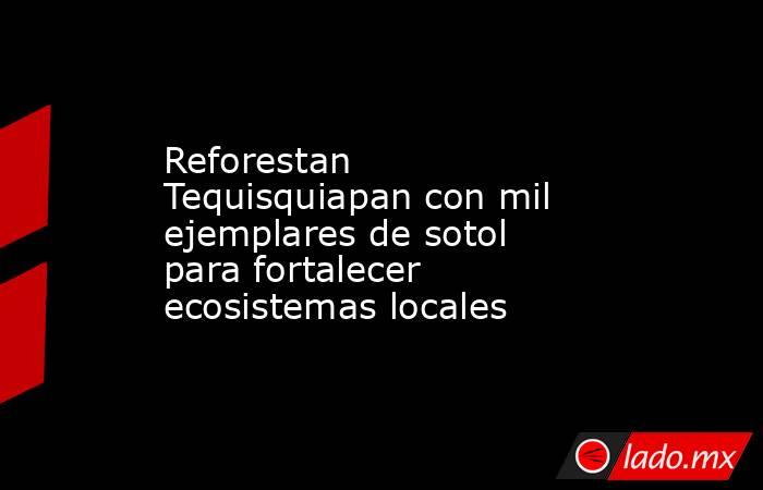 Reforestan Tequisquiapan con mil ejemplares de sotol para fortalecer ecosistemas locales. Noticias en tiempo real