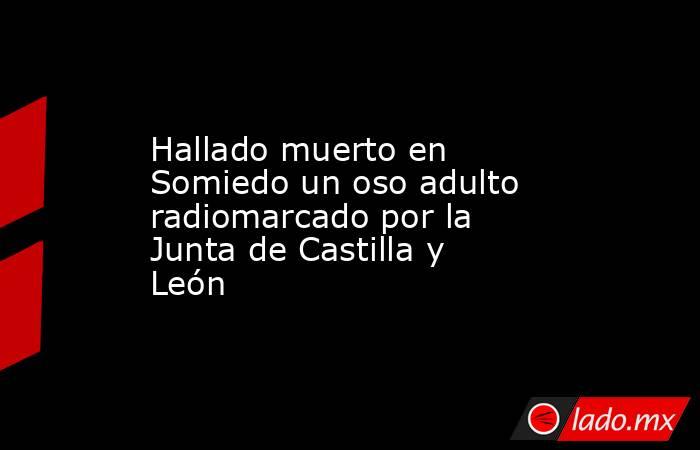 Hallado muerto en Somiedo un oso adulto radiomarcado por la Junta de Castilla y León. Noticias en tiempo real