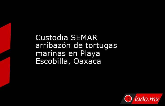 Custodia SEMAR arribazón de tortugas marinas en Playa Escobilla, Oaxaca. Noticias en tiempo real