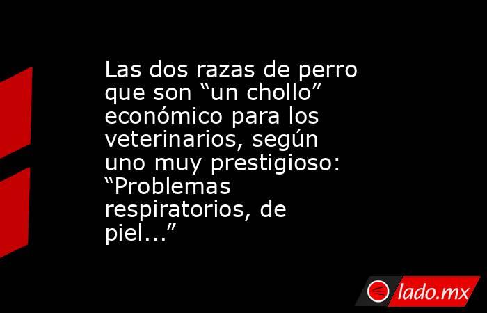 Las dos razas de perro que son “un chollo” económico para los veterinarios, según uno muy prestigioso: “Problemas respiratorios, de piel...” . Noticias en tiempo real