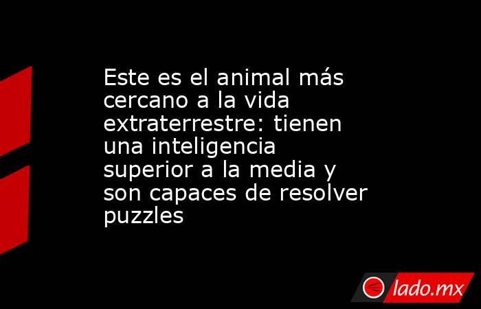 Este es el animal más cercano a la vida extraterrestre: tienen una inteligencia superior a la media y son capaces de resolver puzzles. Noticias en tiempo real