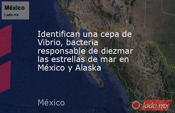 Identifican una cepa de Vibrio, bacteria responsable de diezmar las estrellas de mar en México y Alaska. Noticias en tiempo real
