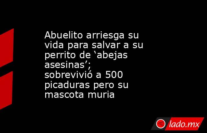 Abuelito arriesga su vida para salvar a su perrito de ‘abejas asesinas’; sobrevivió a 500 picaduras pero su mascota muria. Noticias en tiempo real