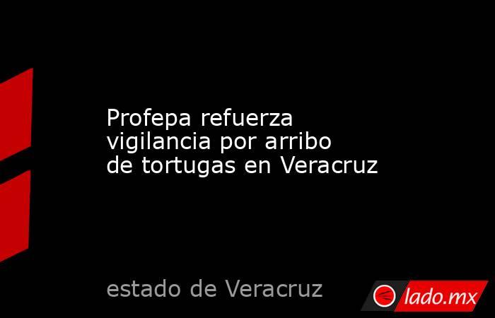 Profepa refuerza vigilancia por arribo de tortugas en Veracruz. Noticias en tiempo real