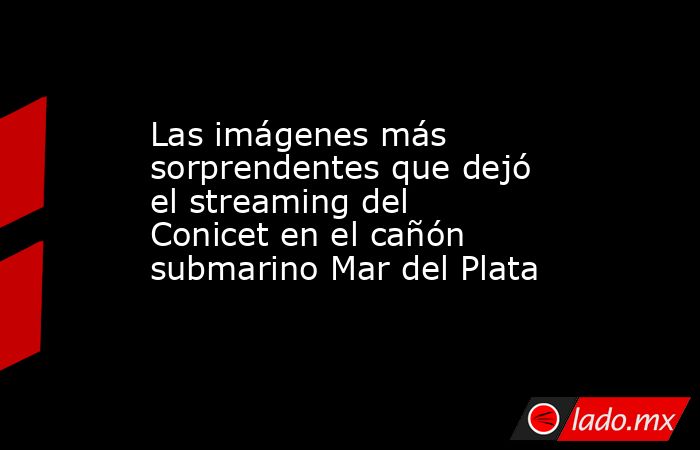 Las imágenes más sorprendentes que dejó el streaming del Conicet en el cañón submarino Mar del Plata. Noticias en tiempo real
