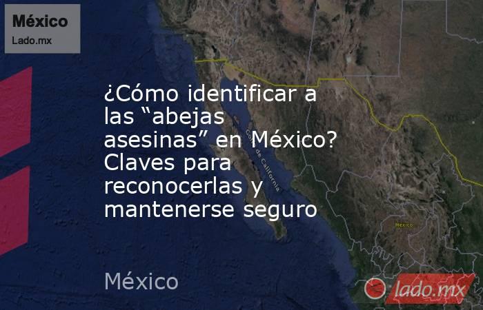 ¿Cómo identificar a las “abejas asesinas” en México? Claves para reconocerlas y mantenerse seguro. Noticias en tiempo real
