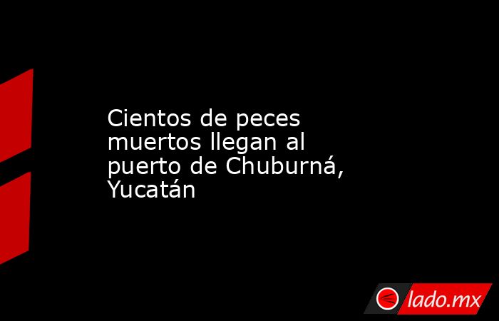 Cientos de peces muertos llegan al puerto de Chuburná, Yucatán. Noticias en tiempo real
