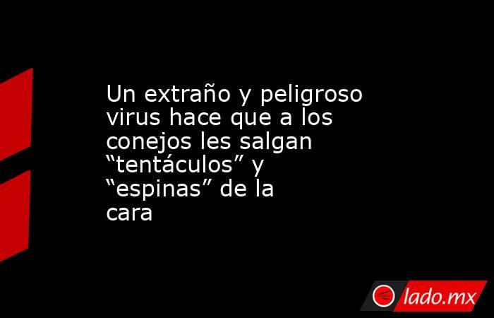 Un extraño y peligroso virus hace que a los conejos les salgan “tentáculos” y “espinas” de la cara. Noticias en tiempo real