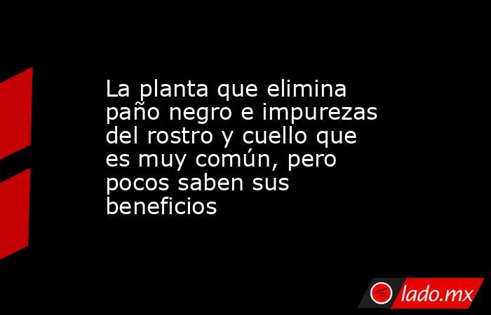 La planta que elimina paño negro e impurezas del rostro y cuello que es muy común, pero pocos saben sus beneficios. Noticias en tiempo real