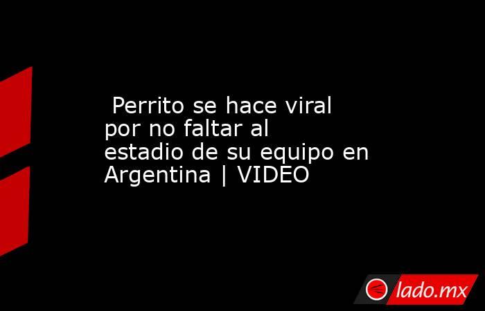  Perrito se hace viral por no faltar al estadio de su equipo en Argentina | VIDEO. Noticias en tiempo real