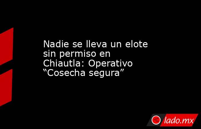 Nadie se lleva un elote sin permiso en Chiautla: Operativo “Cosecha segura”. Noticias en tiempo real