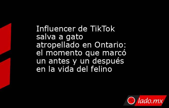 Influencer de TikTok salva a gato atropellado en Ontario: el momento que marcó un antes y un después en la vida del felino . Noticias en tiempo real