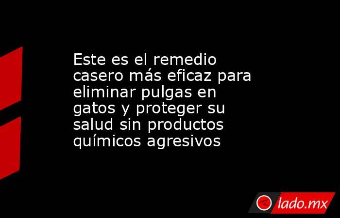 Este es el remedio casero más eficaz para eliminar pulgas en gatos y proteger su salud sin productos químicos agresivos. Noticias en tiempo real