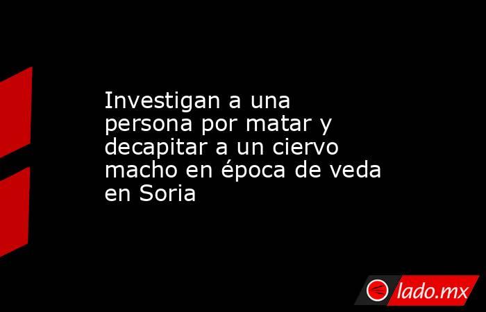 Investigan a una persona por matar y decapitar a un ciervo macho en época de veda en Soria. Noticias en tiempo real