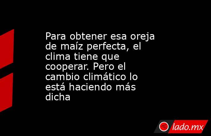 Para obtener esa oreja de maíz perfecta, el clima tiene que cooperar. Pero el cambio climático lo está haciendo más dicha. Noticias en tiempo real