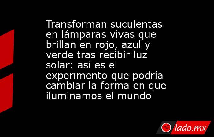 Transforman suculentas en lámparas vivas que brillan en rojo, azul y verde tras recibir luz solar: así es el experimento que podría cambiar la forma en que iluminamos el mundo. Noticias en tiempo real
