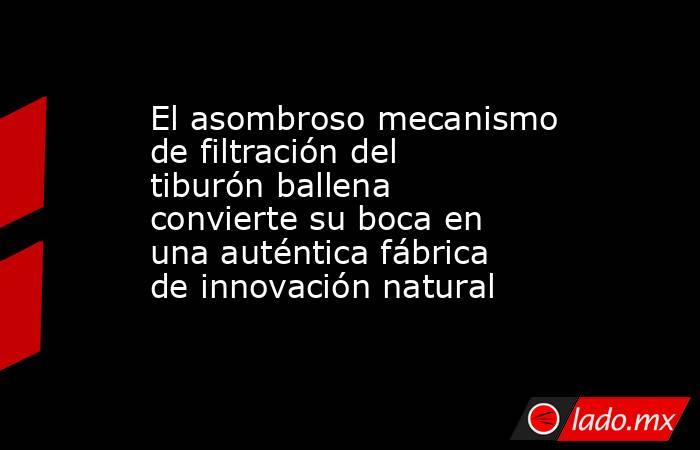 El asombroso mecanismo de filtración del tiburón ballena convierte su boca en una auténtica fábrica de innovación natural. Noticias en tiempo real