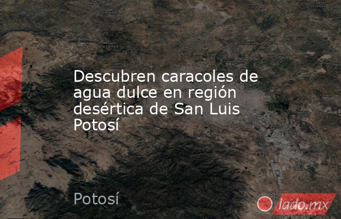 Descubren caracoles de agua dulce en región desértica de San Luis Potosí. Noticias en tiempo real