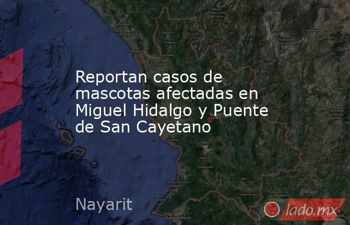 Reportan casos de mascotas afectadas en Miguel Hidalgo y Puente de San Cayetano. Noticias en tiempo real