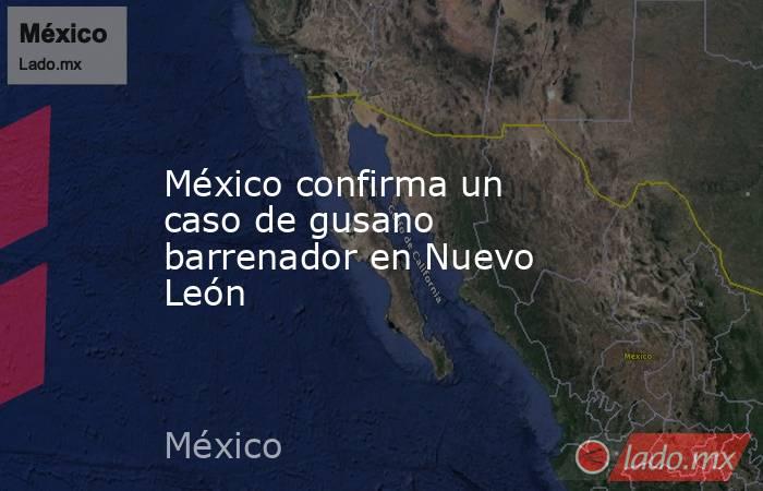 México confirma un caso de gusano barrenador en Nuevo León. Noticias en tiempo real