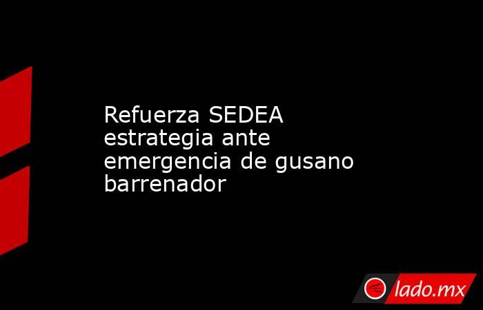 Refuerza SEDEA estrategia ante emergencia de gusano barrenador. Noticias en tiempo real