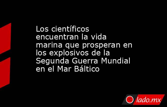 Los científicos encuentran la vida marina que prosperan en los explosivos de la Segunda Guerra Mundial en el Mar Báltico. Noticias en tiempo real