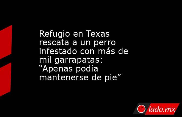 Refugio en Texas rescata a un perro infestado con más de mil garrapatas: “Apenas podía mantenerse de pie”. Noticias en tiempo real